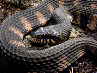 Southern Banded Water Snake Complex