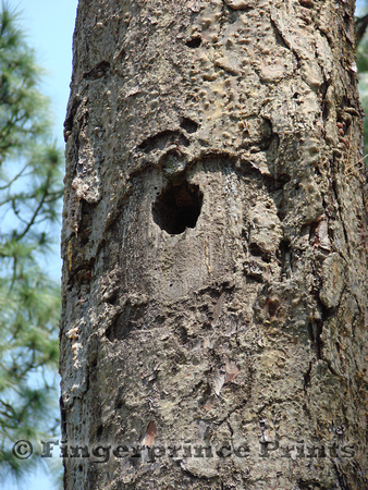 Red-Cockaded Woodpecker Cavity