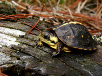 Gulf Coast Box Turtle Hatchling (Terrapene carolina major)