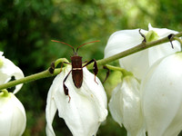 Eastern Leaf-Footed Bug (Leptoglossus phyllopus)