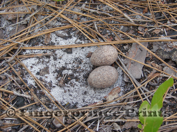 Common Nighthawk Eggs