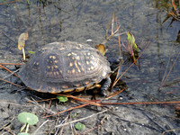 Eastern Box Turtle (Tarrapene carolina)