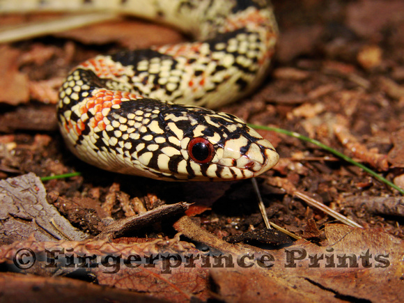 Longnose Snake (Rhinocheilus lecontei)