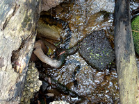 Banded Watersnake (Nerodia fasciata)