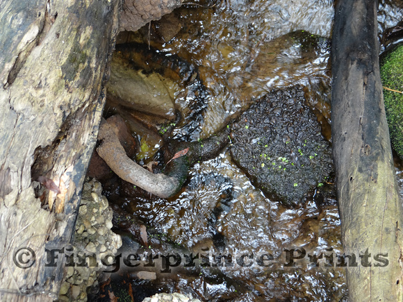 Banded Watersnake (Nerodia fasciata)
