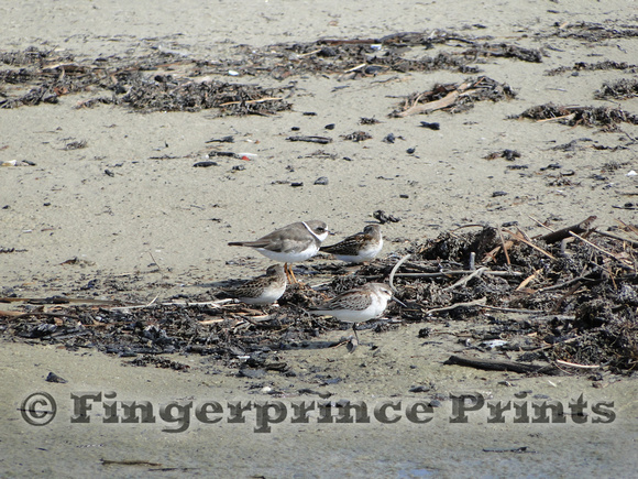 Semipalmated Plover and Sanderlings