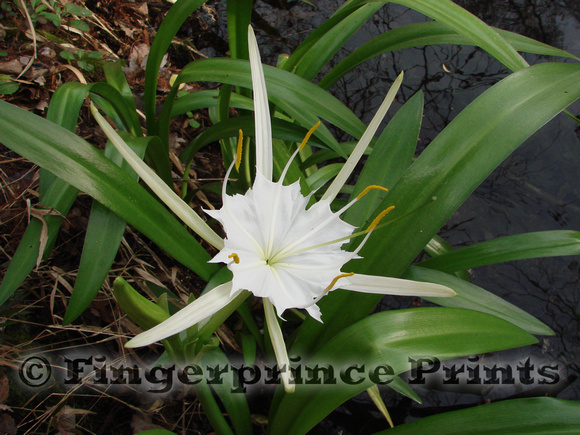 Spider Lily (Hymenocallis sp.)