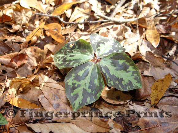 4-Leafed Spotted Trillium (Trillium maculatum)