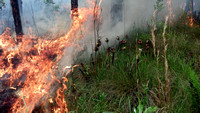 Prescribed Fire in a Pitcher Plant Bog
