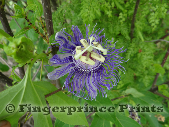Purple Passion Flower (Passiflora incarnata)