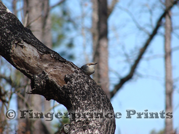 Brown-Headed Nuthatches