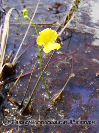 Bladderwort (Utricularia sp.)