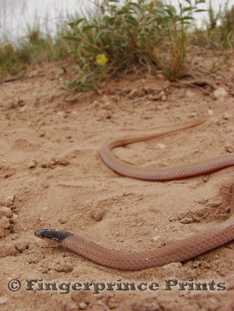 Plains Black-headed Snake (Tantilla hobartsmithi)