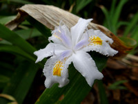 Ornamental Flora