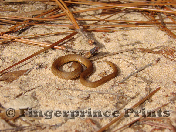 Florida Redbelly Snake (Storeria occipitomaculata obscura)