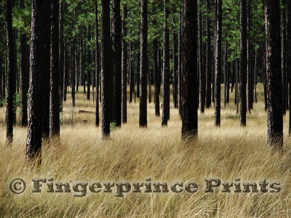 Longleaf Pine/Wiregrass Ecosystem