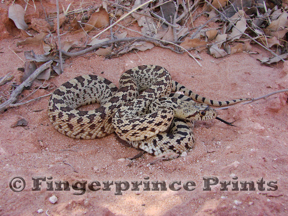 Juvenile Gopher Snake (Pituophis catenifer affinis)