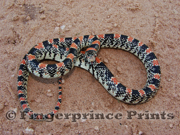 Longnose Snake (Rhinocheilus lecontei)