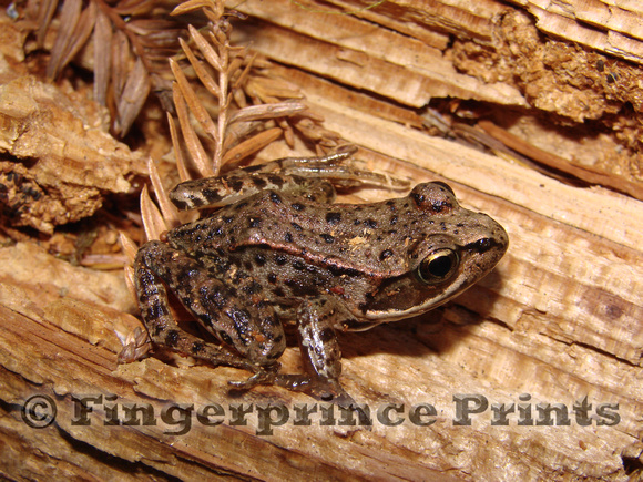 Northern Red-Legged Frog (Rana aurora)