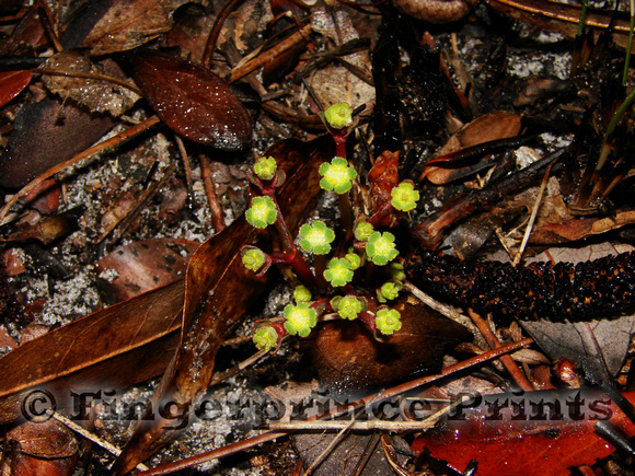 Carolina Ipecac (Euphorbia ipecacuanhae)