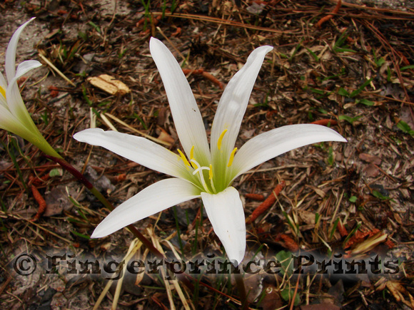 Atamasco lily (Zephyranthes atamasca)