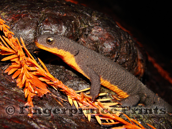 Rough-Skinned Newt (Taricha granulosa)