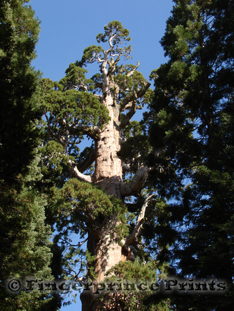 General Grant Tree