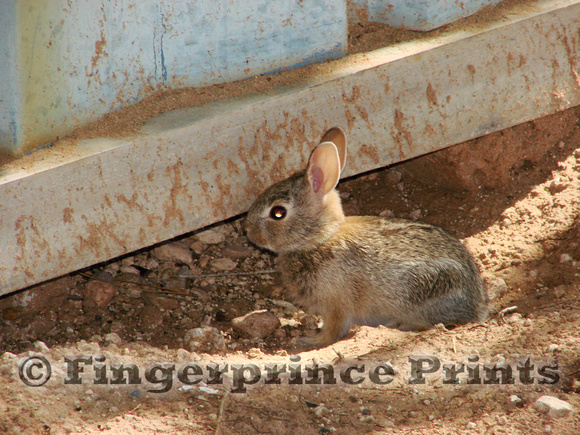 Young Desert Cottontail