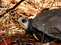 Male Gulf Coast Box Turtle (Terrapene carolina major)