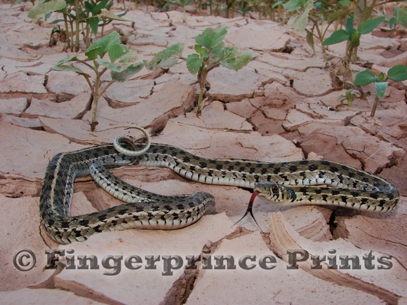 Checkered Garter Snake (Thamnophis marcianus)`