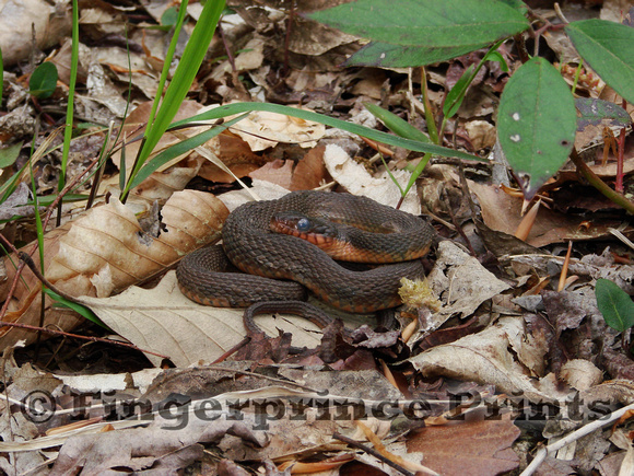 Redbelly Water Snake (Nerodia erythrogaster)