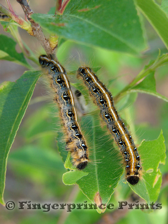 Eastern Tent Caterpillar (Malacosoma americanum)