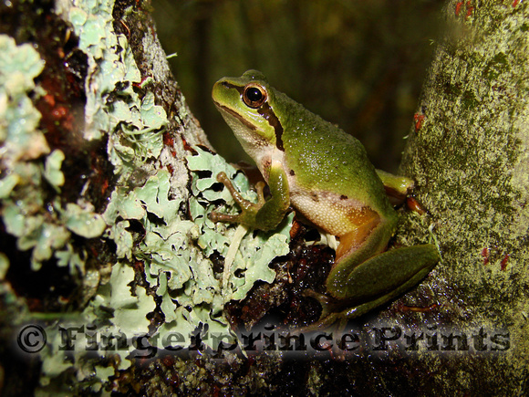 Pacific Treefrog (Pseudacris regilla)
