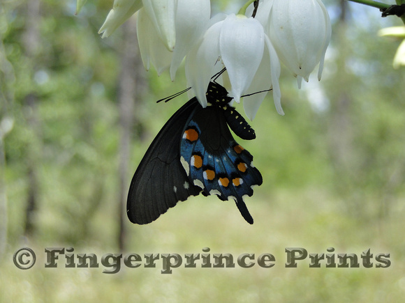 Pipevine Swallowtail (Battus philenor) on Yucca sp.