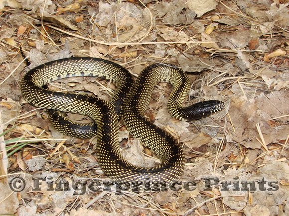 Lampropeltis Getula Splendida