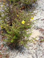 Southern Oakleach (Aureolaria pectinata)