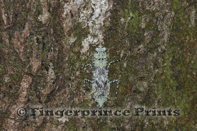 Fingerprince Prints | Invertebrates | Grizzled Mantis (Gonatista grisea)