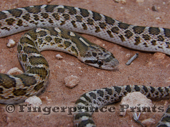 Juvenile Glossy Snake (Arizona elegans)