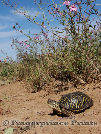Ornate Box Turtle (Terrapene ornata)