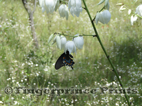 Pipevine Swallowtail (Battus philenor) on Yucca sp.