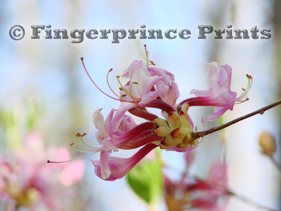 Pink Azalea (Rhododendron periclymenoides)