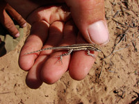 Hatchling Side-Blotched Lizard (Uta stansburiana)