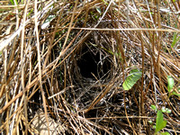 Bachman's Sparrow Nest