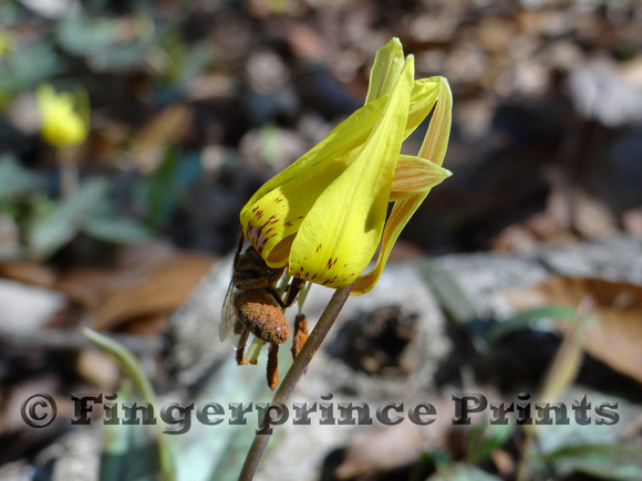 Bee on Dimpled Trout Lily (Erythronium umbilicatum)