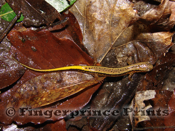 Southern Two-Lined Salamander (Eurycea cirrigera)