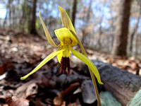 Wolf Creek Trout Lily Preserve