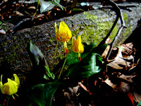 Dimpled Trout Lily (Erythronium umbilicatum)