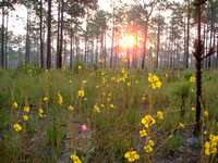 Sunrise with Savanna Seedbox (Ludwigia virgata)