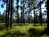 South Carolina Forest
