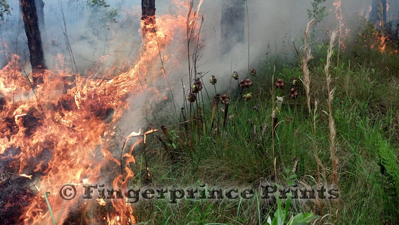 Prescribed Fire in a Pitcher Plant Bog